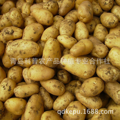 新季優質土豆 產地直供，新鮮營養的餐桌之選
