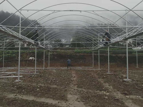 貴州銅仁18000平米薄膜連棟溫室大棚項目建成，助力現(xiàn)代農(nóng)業(yè)發(fā)展
