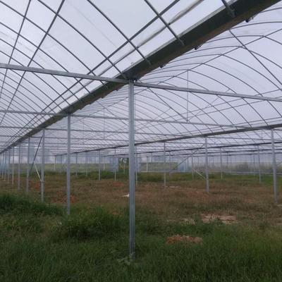 齊帝薄膜連棟大棚 現(xiàn)代農(nóng)業(yè)科技下的有機(jī)果蔬種植典范